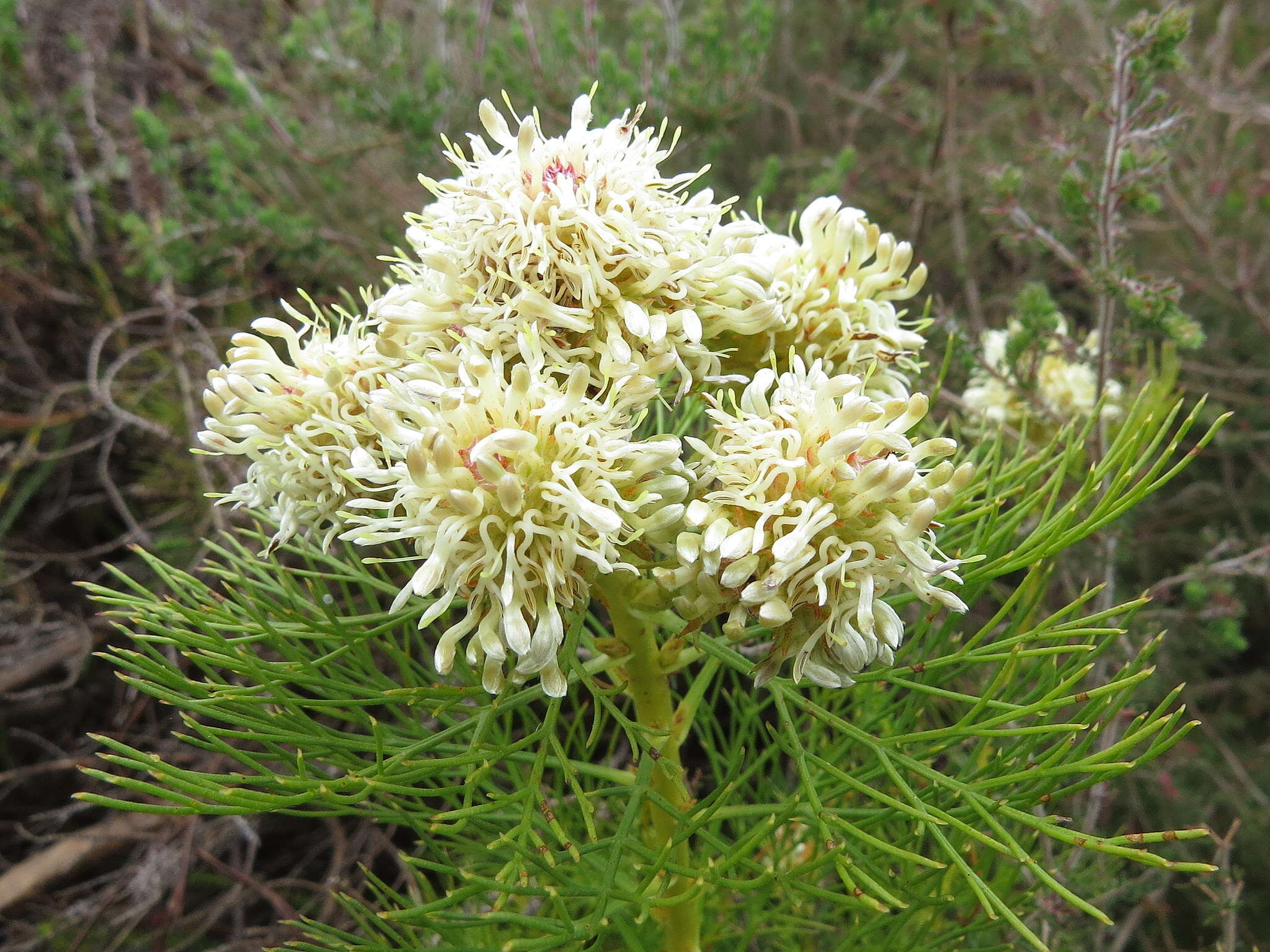 Image of Serruria glomerata (L.) R. Br.