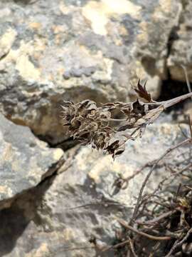 Image of Potentilla alchimilloides Lapeyr.