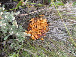 Image de Protea amplexicaulis (Salisb.) R. Br.