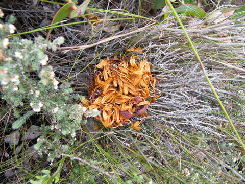 Image of Protea amplexicaulis (Salisb.) R. Br.