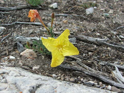 Image of Oenothera lavandulifolia Torr. & Gray