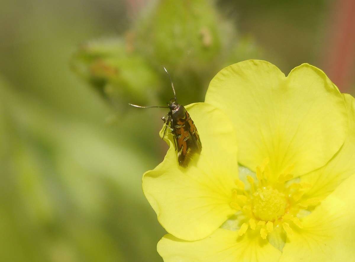 Image de Pancalia leuwenhoekella Linnaeus 1758