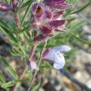 Image of Salvia wiedemannii Boiss.