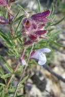 Image of Salvia wiedemannii Boiss.