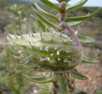 Image of Mountain milkbush