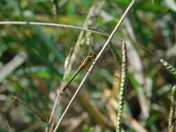 Image of Erythrodiplax nigricans (Rambur 1842)