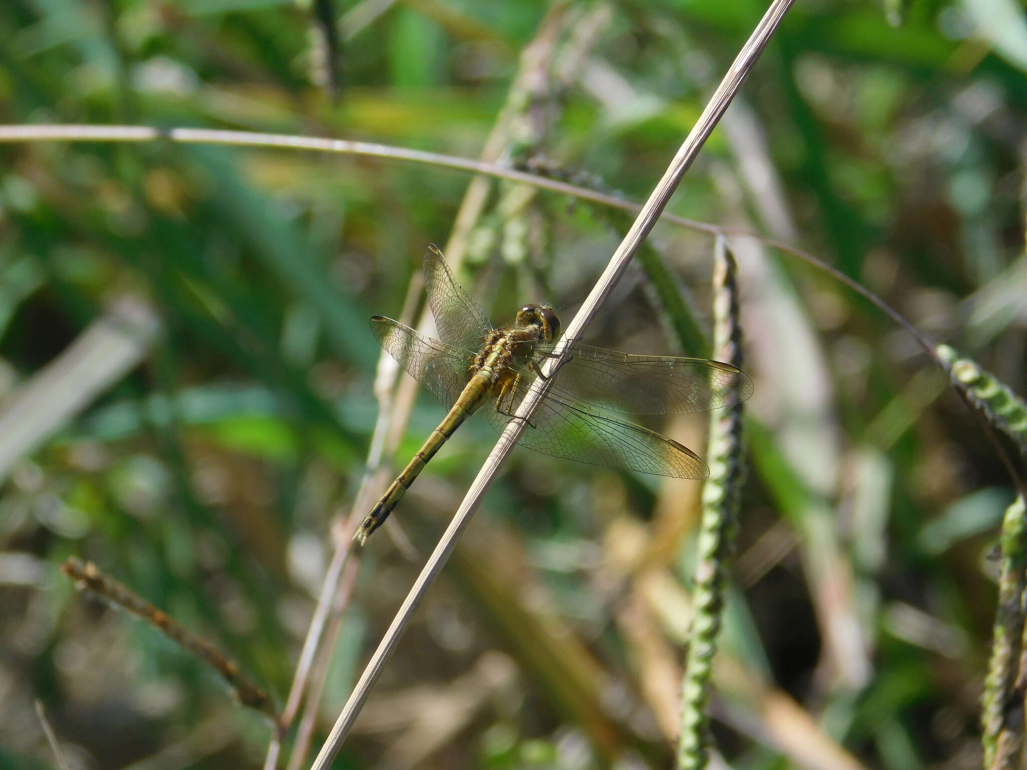 Imagem de Erythrodiplax nigricans (Rambur 1842)