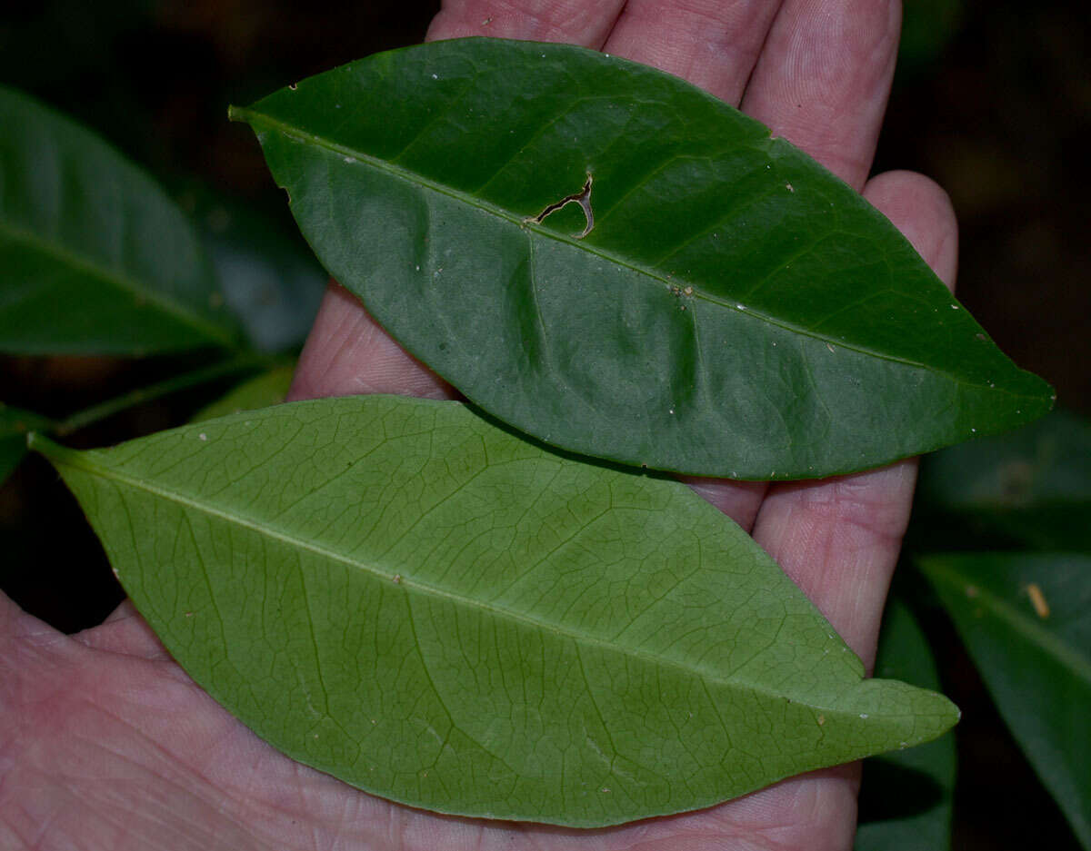 Image of Glycosmis trifoliata (Bl.) Spreng.