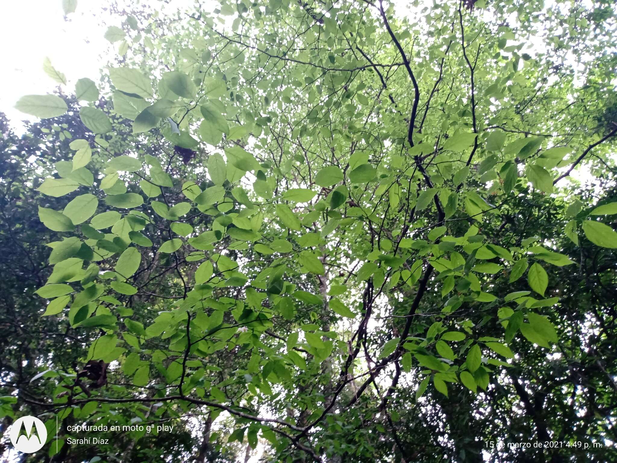 Image of Styrax glabrescens Benth.