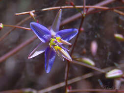 Слика од Dianella prunina R. J. F. Hend.