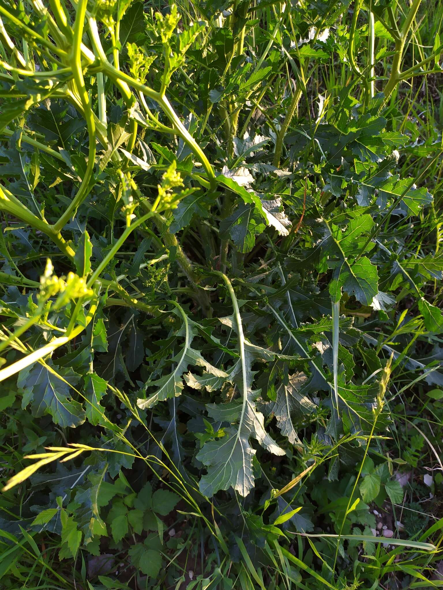 Image of perennial bastardcabbage