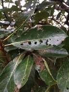 Image of Viburnum odoratissimum Ker-Gawl.