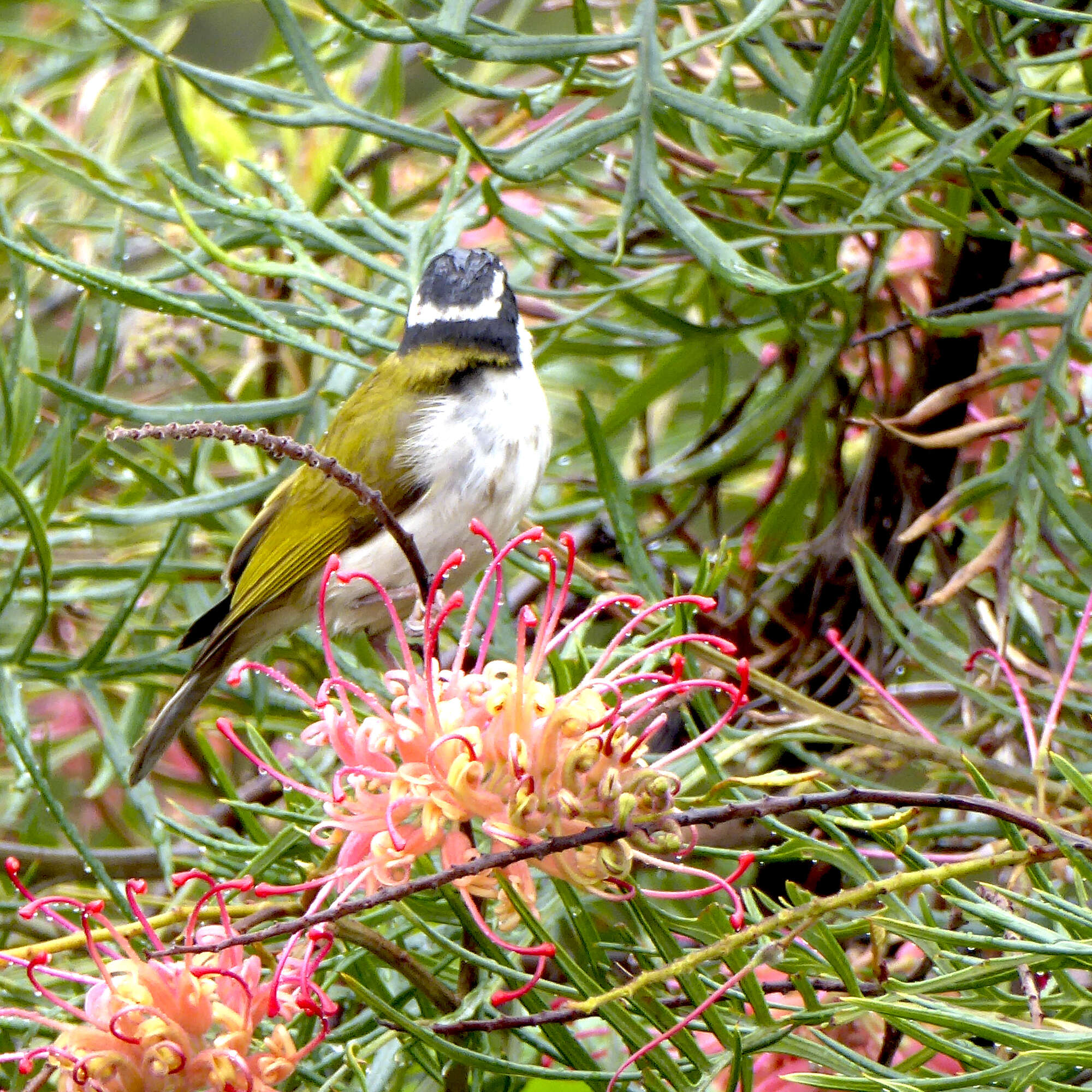 Image of White-throated Honeyeater