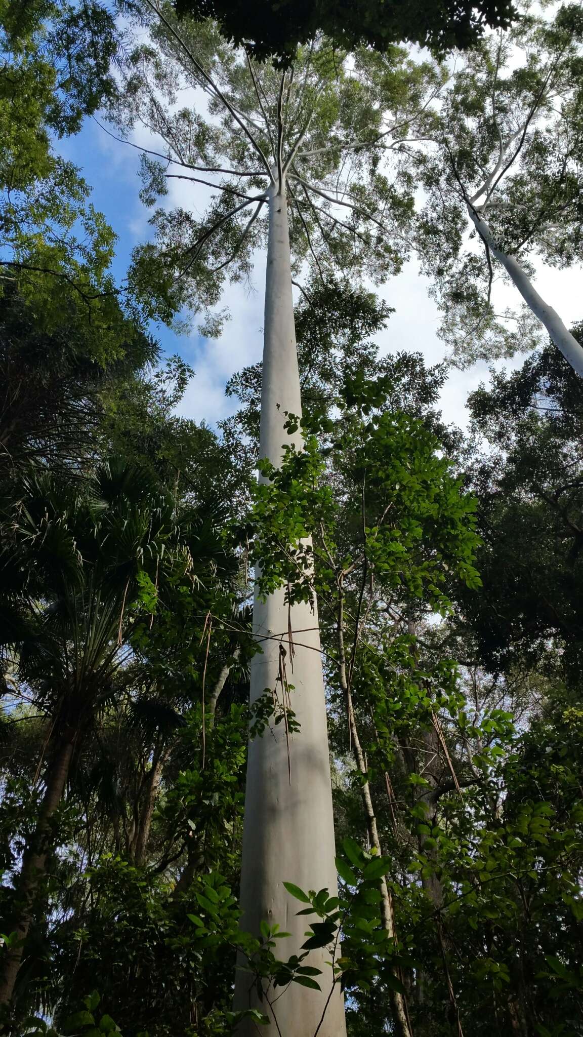 Image of grand eucalyptus