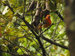 Image of Flame-colored Tanager