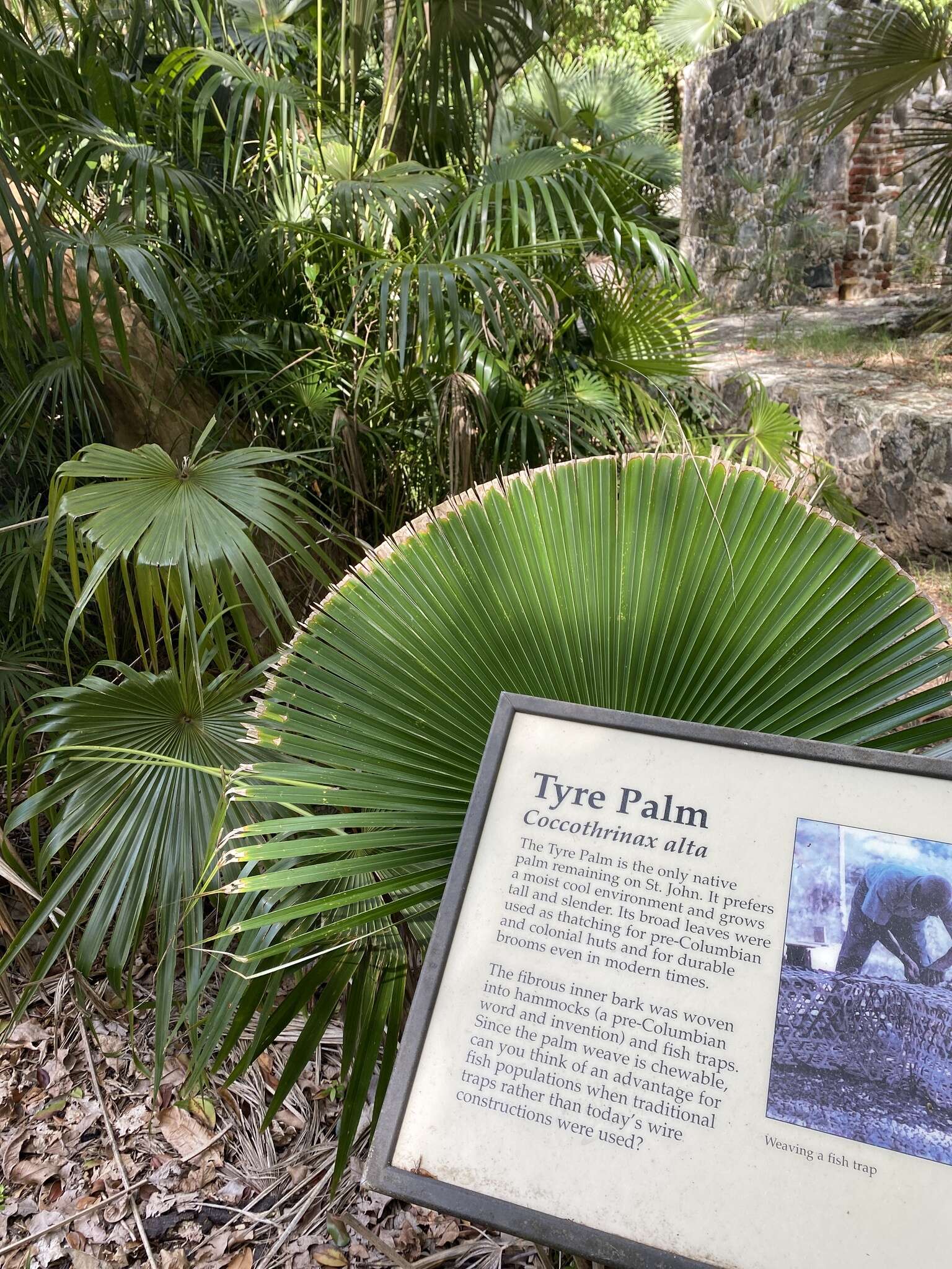 Image de Coccothrinax alta (O. F. Cook) Becc.