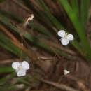 Imagem de Libertia flaccidifolia Blanchon & J. S. Weaver