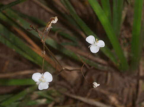 Imagem de Libertia flaccidifolia Blanchon & J. S. Weaver