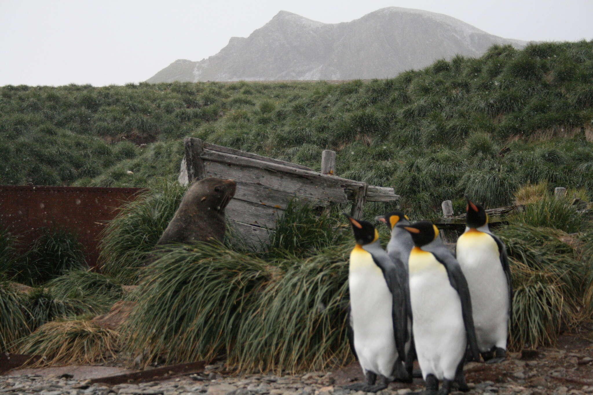 Image of Antarctic Fur Seal