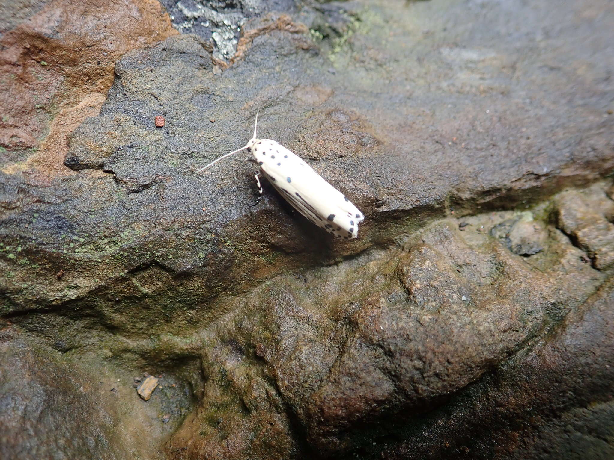 Image of Ethmia lineatonotella Moore 1867