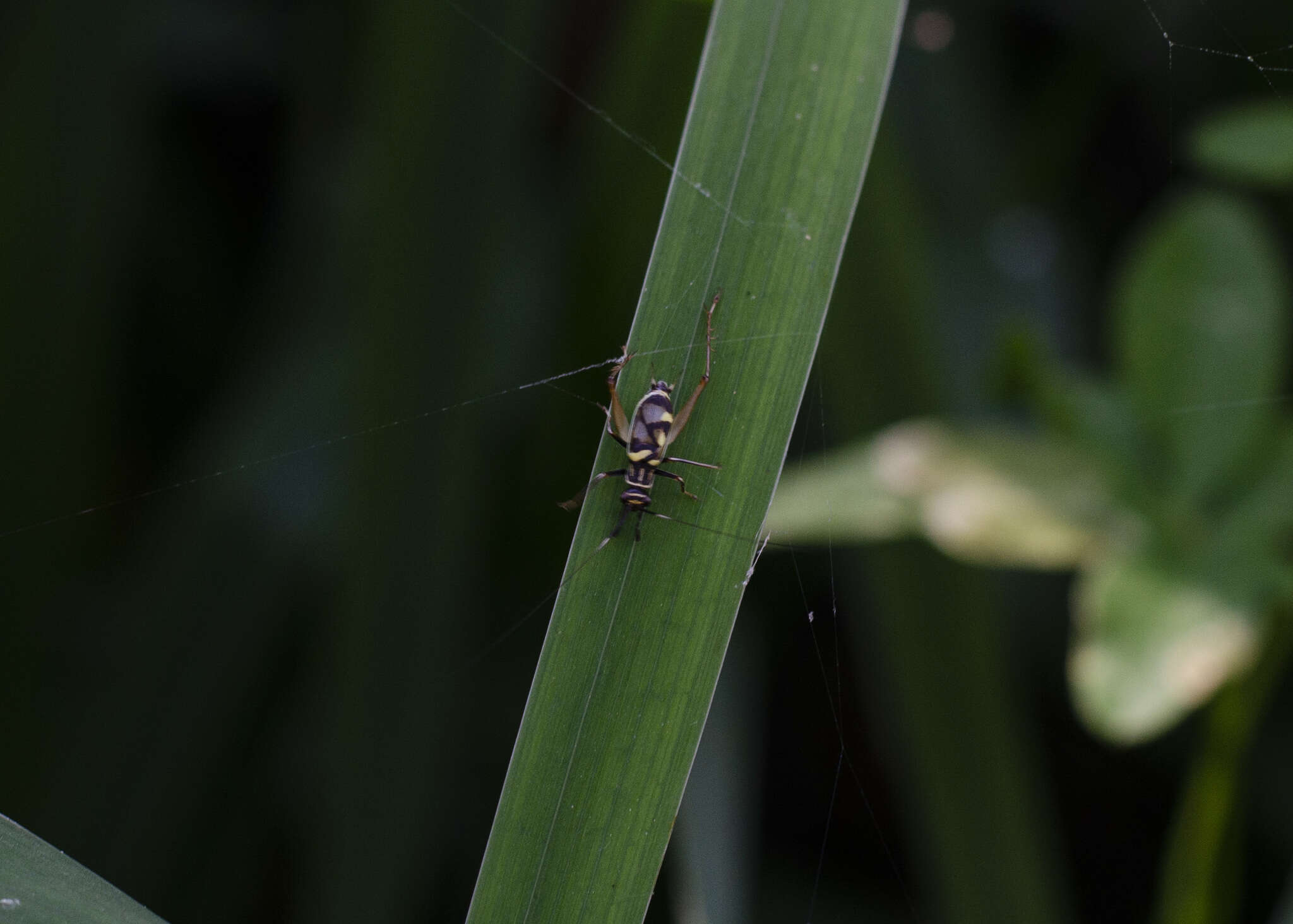 Слика од Phylloscyrtus amoenus Burmeister & H. 1880