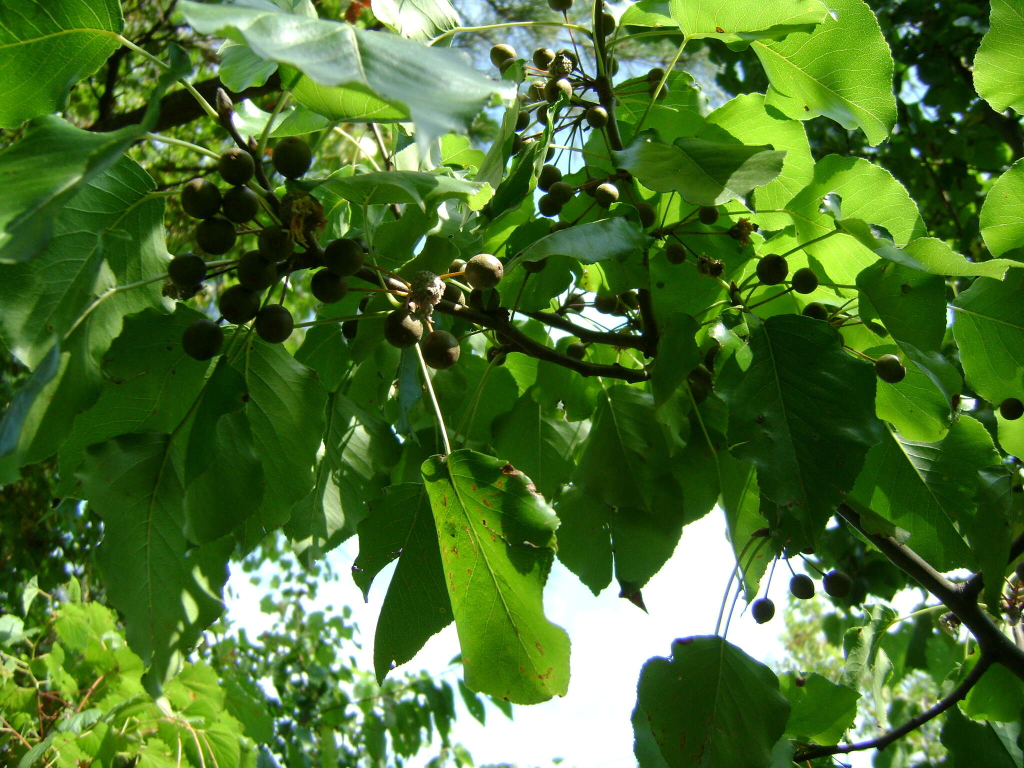 Image of Bradford Pear