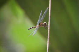 Image of Pseudothemis jorina Förster 1904