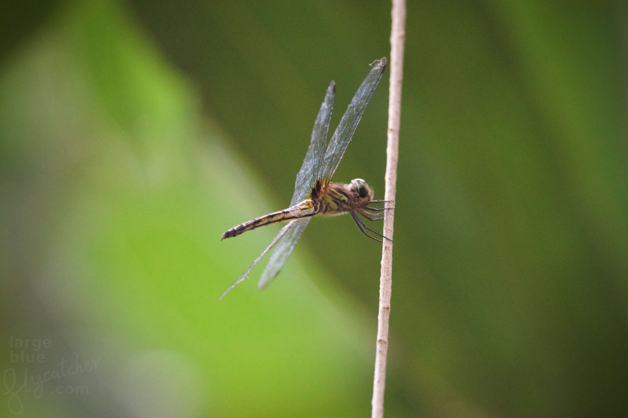 Image of Pseudothemis jorina Förster 1904