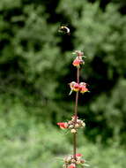 Scrophularia sambucifolia L. resmi