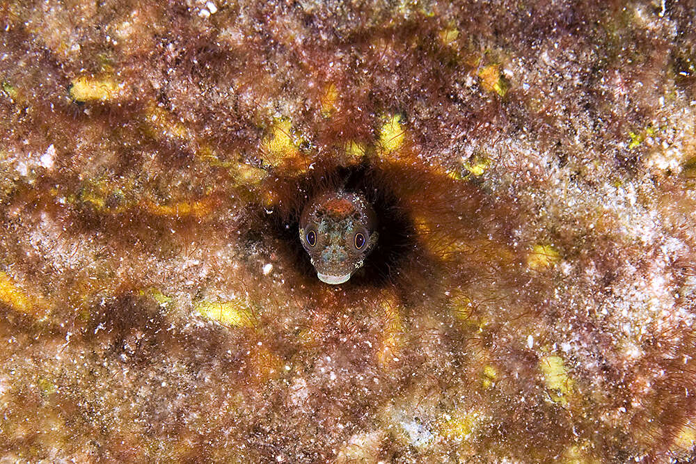 Image of Secretary Blenny