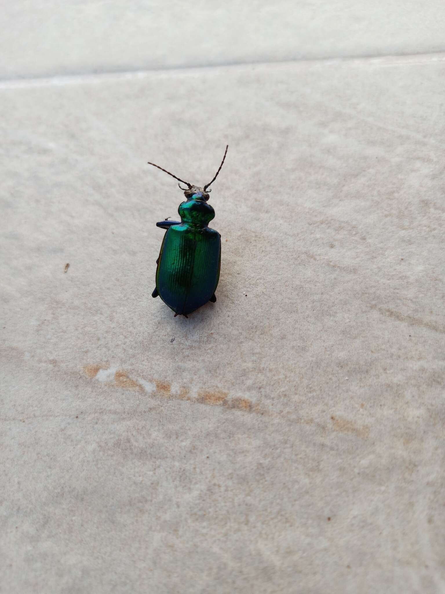 Слика од Calosoma (Calosoma) aurocinctum Chaudoir 1850