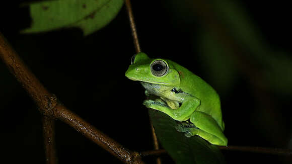 Image of Norhayati's Gliding Frog