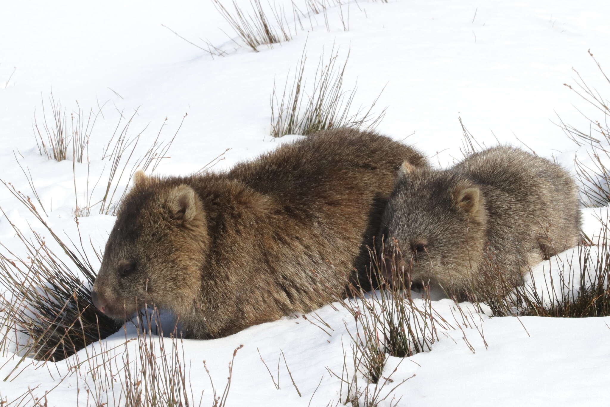 Image of Bare-nosed Wombats