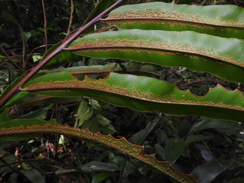 Image of Metaxya scalaris Tuomisto & Cardenas