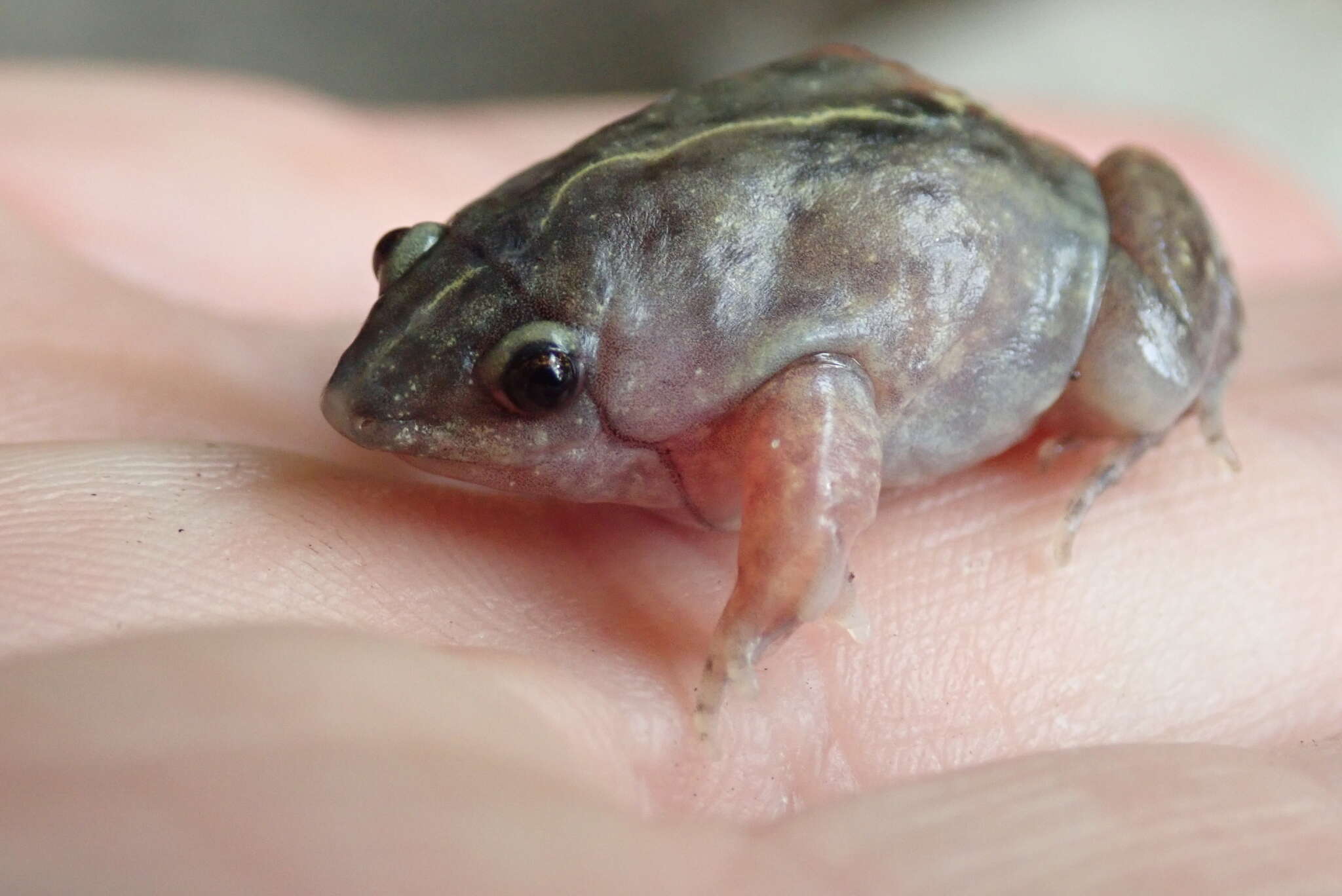 Image of Guinea Snout-burrower