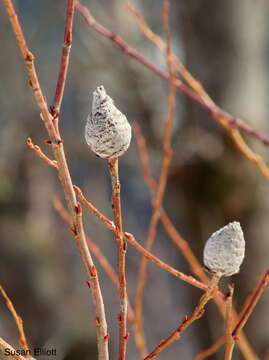 صورة Rabdophaga strobiloides (Osten Sacken 1862)