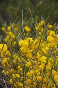 Image de Acacia havilandiorum Maiden