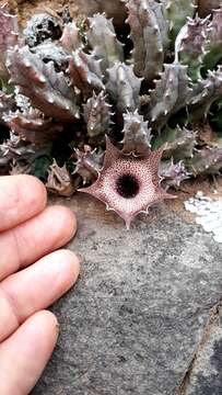 Image of Ceropegia clavigera (Jacq.) Bruyns