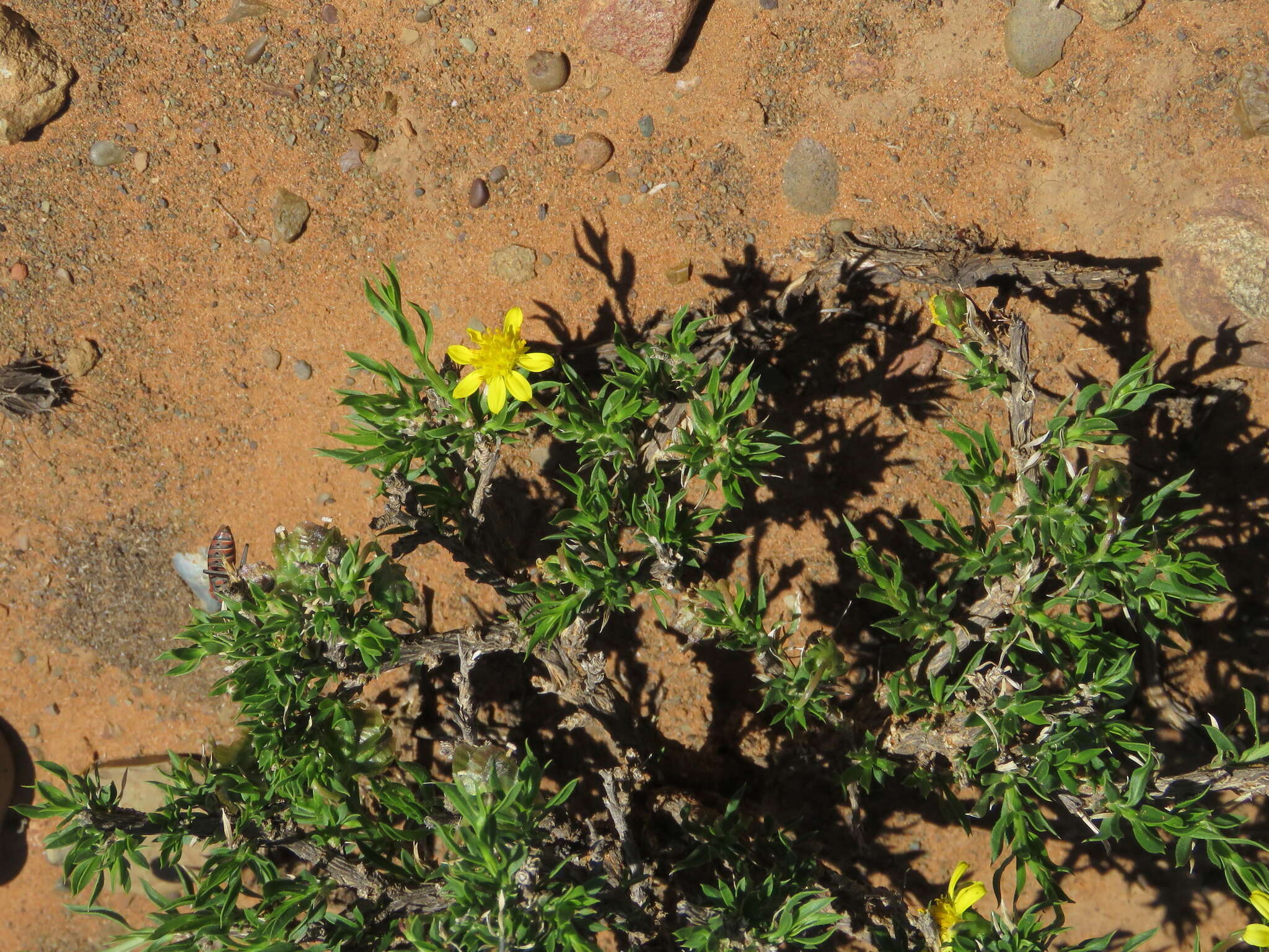 Image of Osteospermum microphyllum DC.