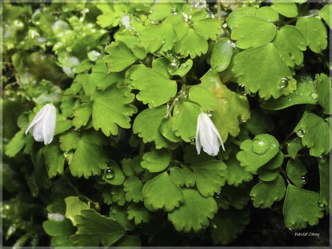 Image of Dichocarpum adiantifolium (Hook. fil. & Thomson) W. T. Wang & P. K. Hsiao