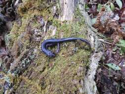 Image of Northern Gray-cheeked Salamander