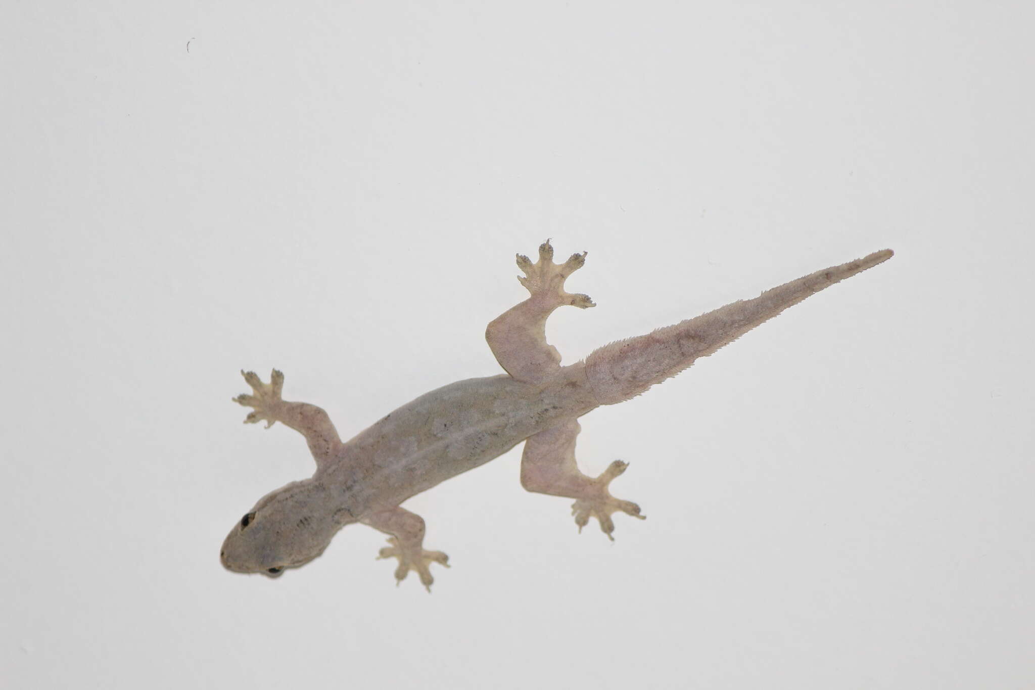 Image de Hemidactylus platyurus (Schneider 1797)