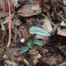 Liparis clareae Hermans的圖片