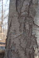 Image of Black birch