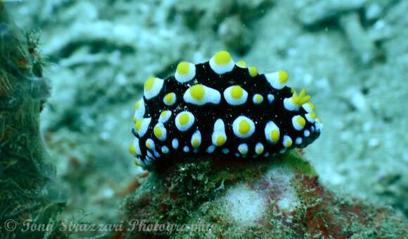 Слика од Phyllidia madangensis Brunckhorst 1993