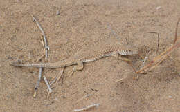 Image of Reticulate Racerunner