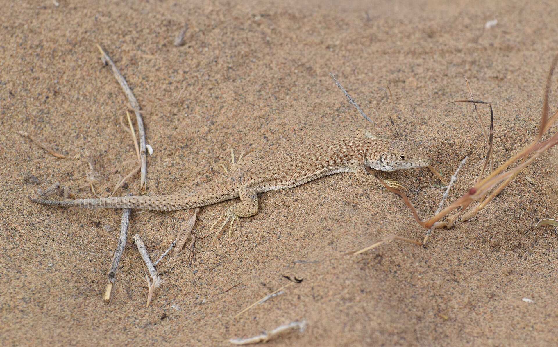 Image of Reticulate Racerunner