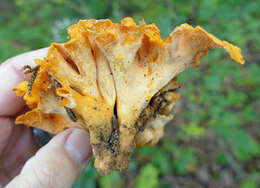 Image of Cantharellus odoratus (Schwein.) Fr. 1828