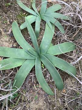 Image of Ammocharis longifolia (L.) Herb.