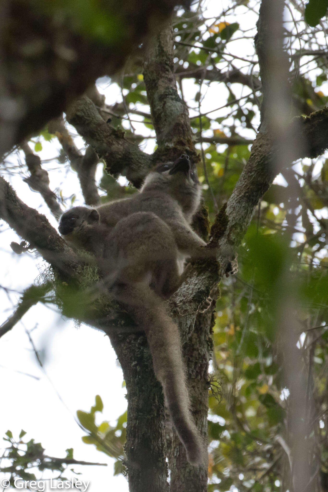 Image of brown lemur